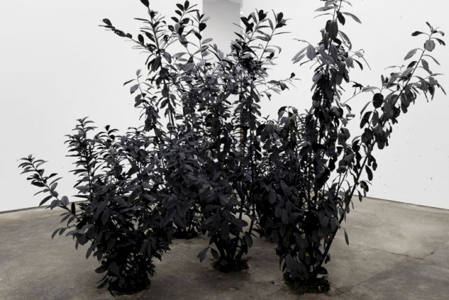 ’Black Plants’, by Andrew Dadson, 2013 (Courtesy Galliera Franco Noero, Turin and RabervonStenglin, Zurich / photo: Gunnar Meier)
